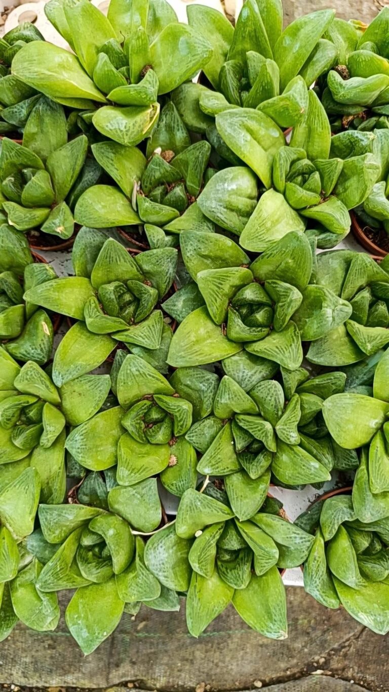 Siracactus-Succulente-Haworthia-cymbiformis-1.jpg