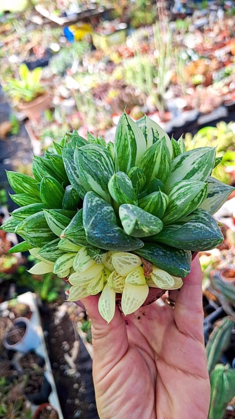 Siracactus-Succulente-Haworthia-cymbiformis-Variegata-2.jpg