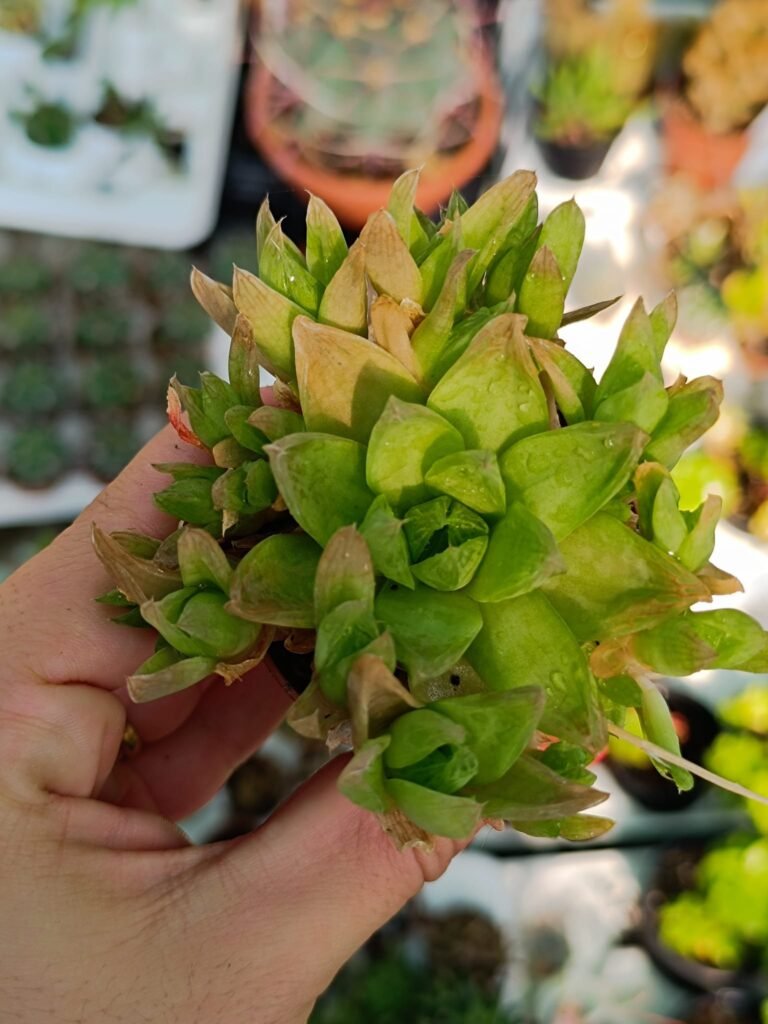 Siracactus-Succulente-Haworthia-cymbiformis-accestite-1.jpg