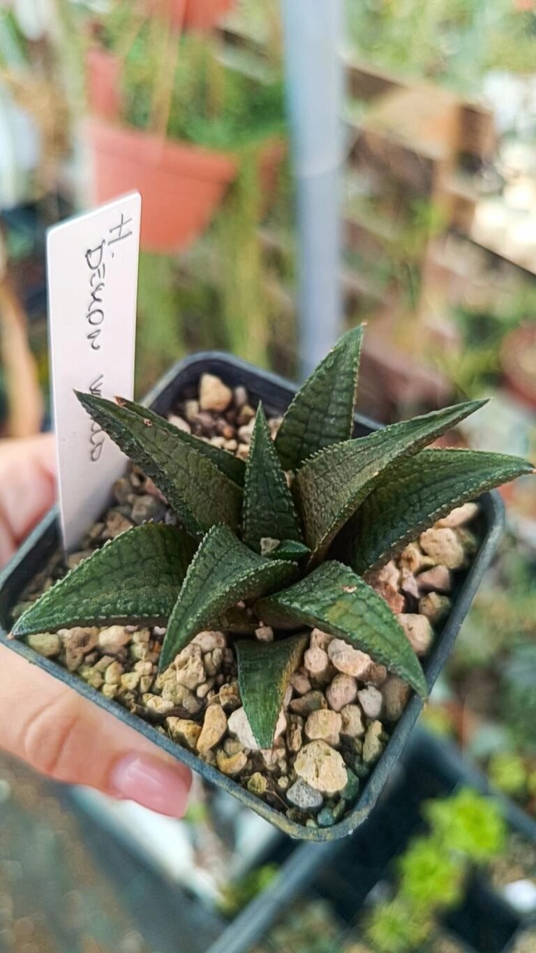 Siracactus-Succulente-Haworthia-demon-world.jpg