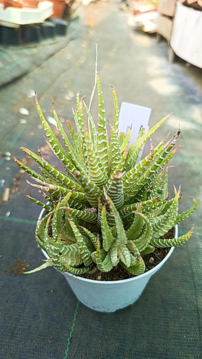 Siracactus-Succulente-Haworthia-fasciata-variegata-1-1.jpg