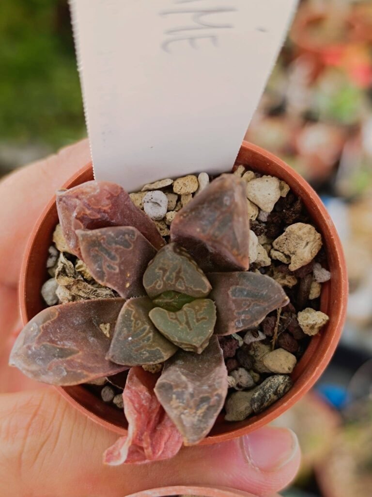 Siracactus-Succulente-Haworthia-green-Emerald.jpg
