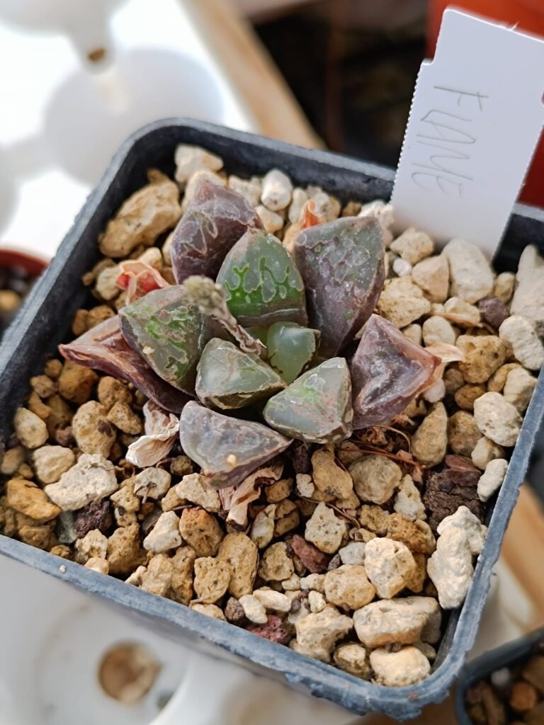 Siracactus-Succulente-Haworthia-green-flame-1.jpg