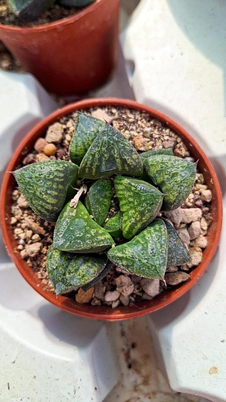 Siracactus-Succulente-Haworthia-kamen-butokai-hybrid.jpg