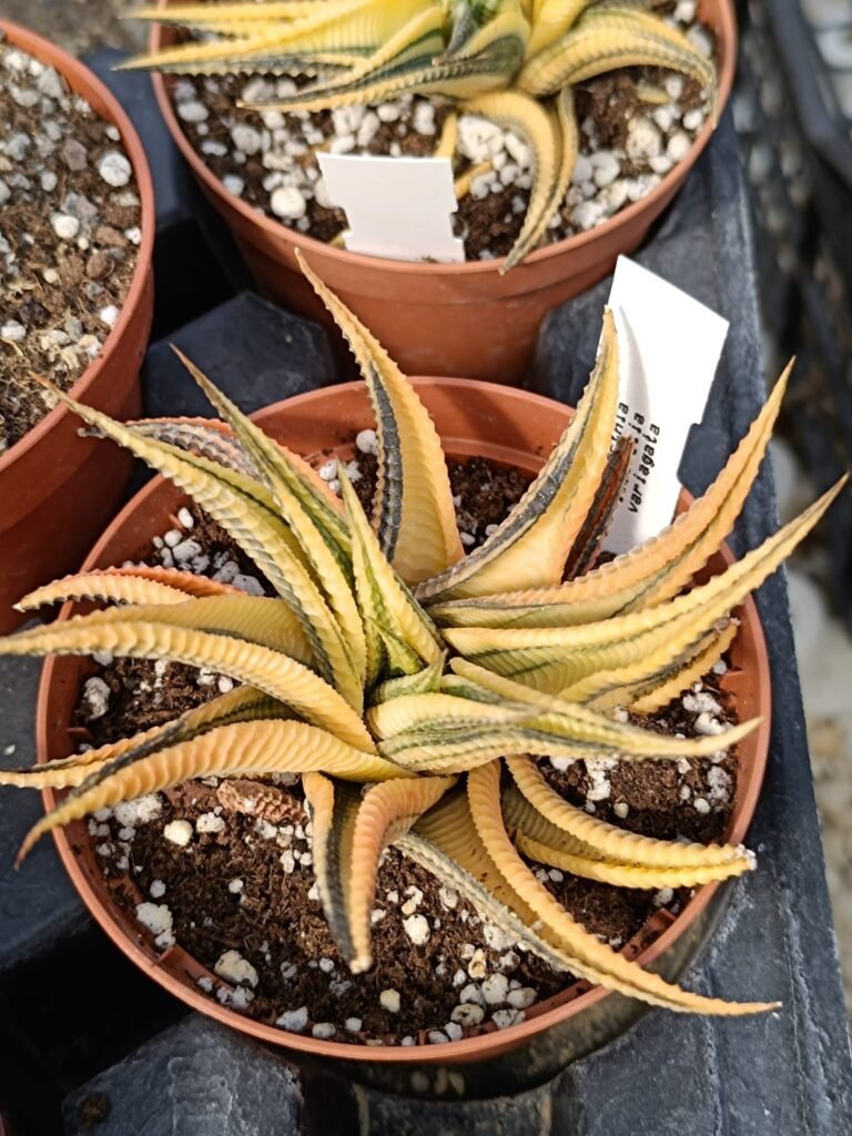 Siracactus-Succulente-Haworthia-limifolia-twister-spiralis-variegata-2-1.jpg
