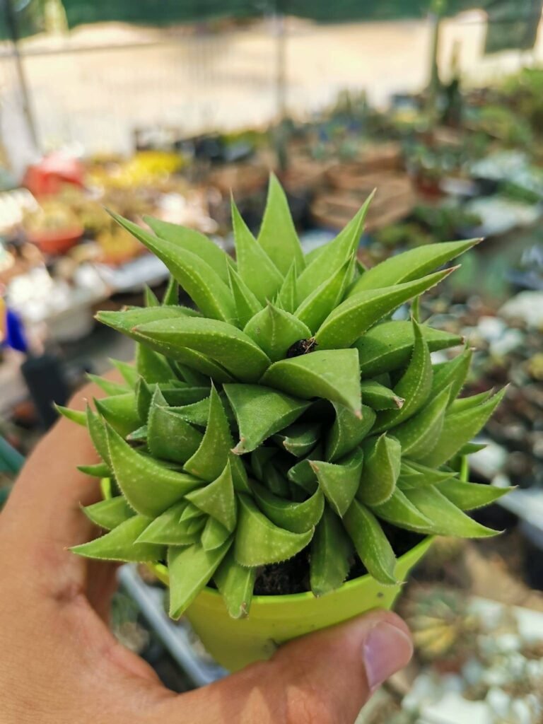 Siracactus-Succulente-Haworthia-mandas-hybrid-2.jpg