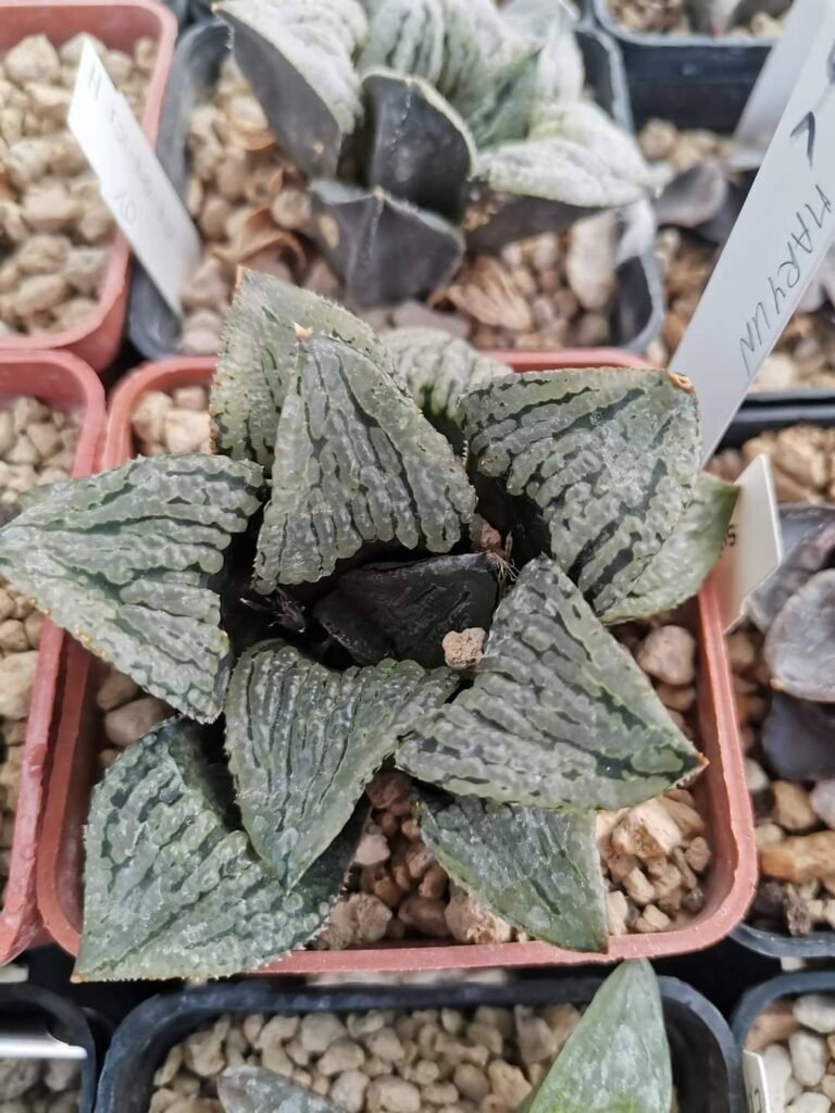 Siracactus-Succulente-Haworthia-marilyn.jpg