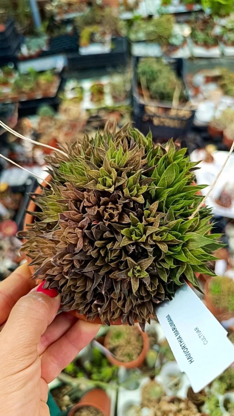 Siracactus-Succulente-Haworthia-marumiana-1.jpg