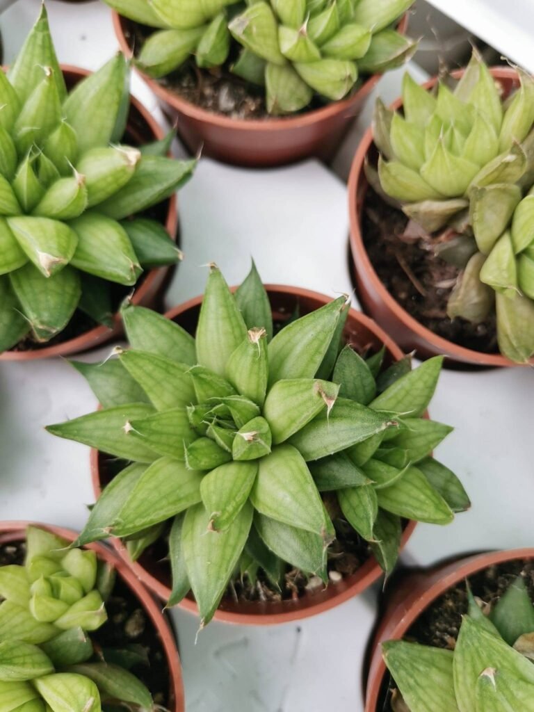 Siracactus-Succulente-Haworthia-marumiana.jpg