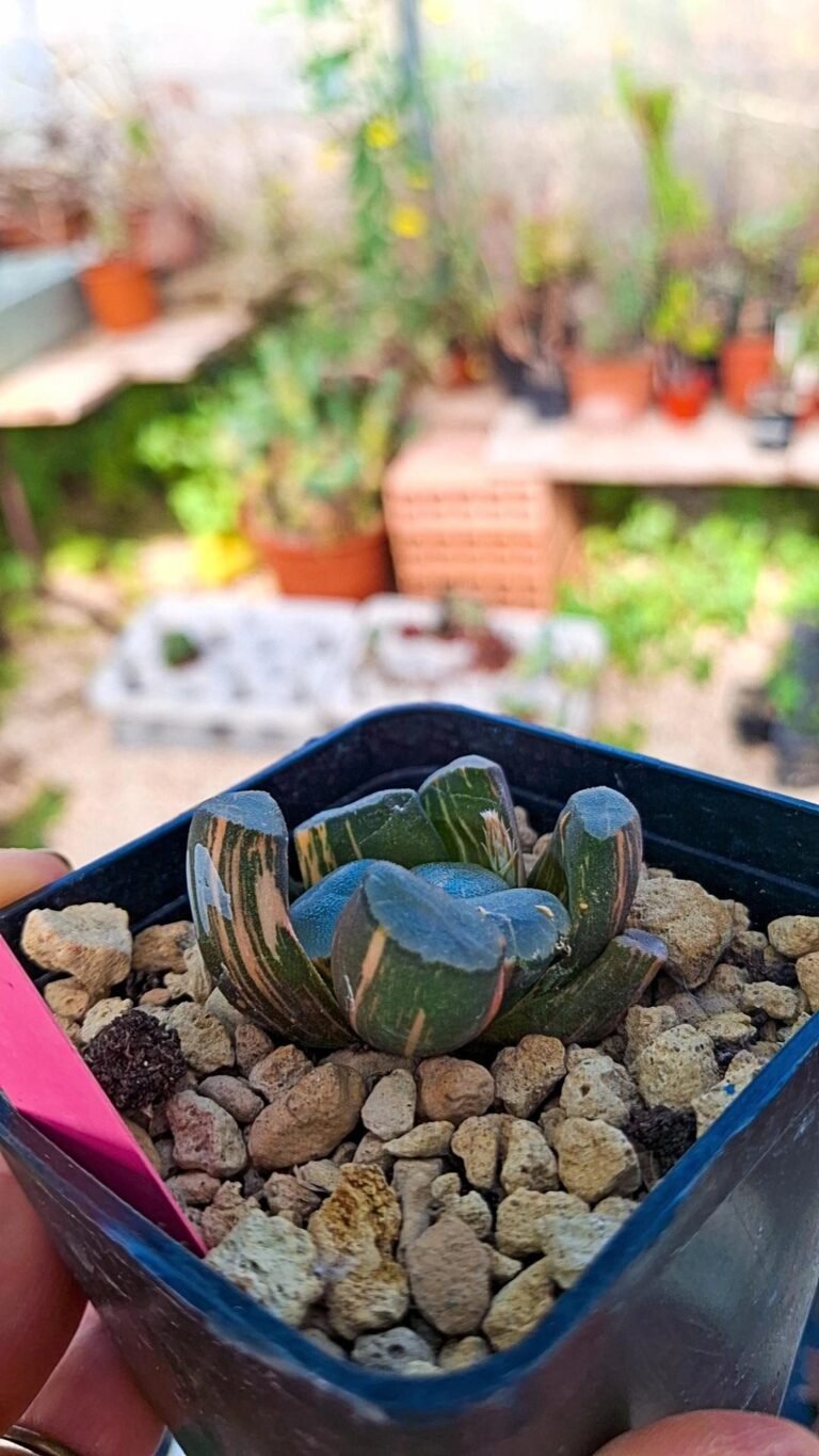 Siracactus-Succulente-Haworthia-maughanii-king-variegata.jpg