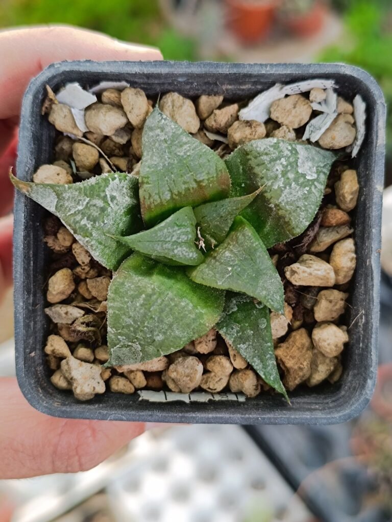 Siracactus-Succulente-Haworthia-monju.jpg
