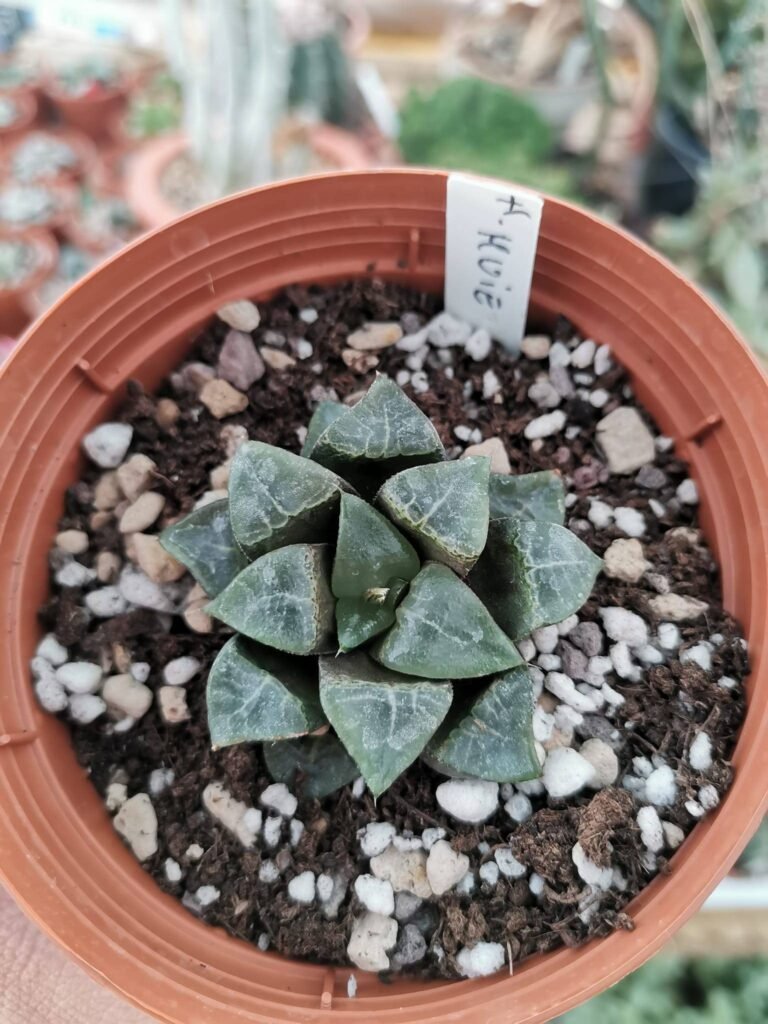 Siracactus-Succulente-Haworthia-muie.jpg