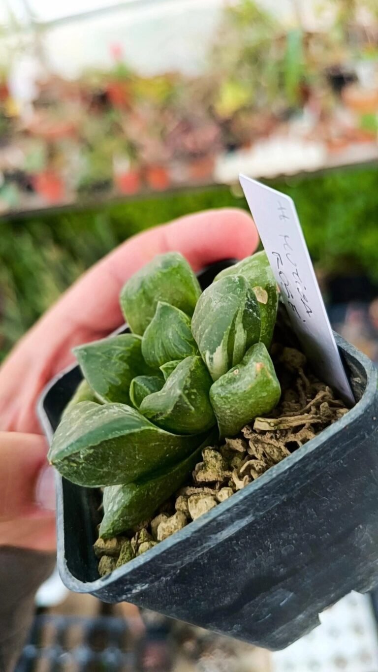 Siracactus-Succulente-Haworthia-mutica-Hybrid-CV-rose-Variegata-2.jpg