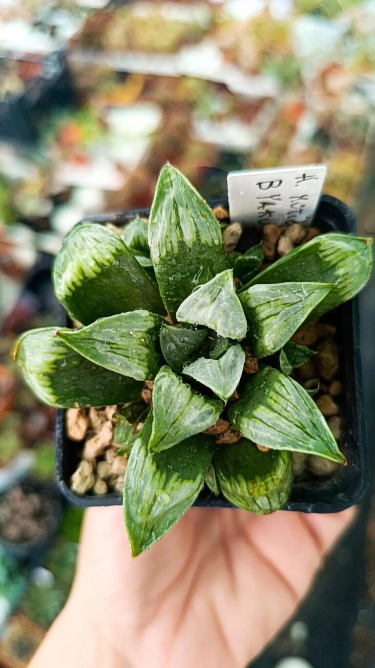 Siracactus-Succulente-Haworthia-mutica-byakuya.jpg