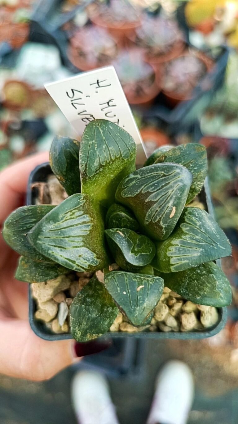 Siracactus-Succulente-Haworthia-mutica-silver-turtle-2.jpg
