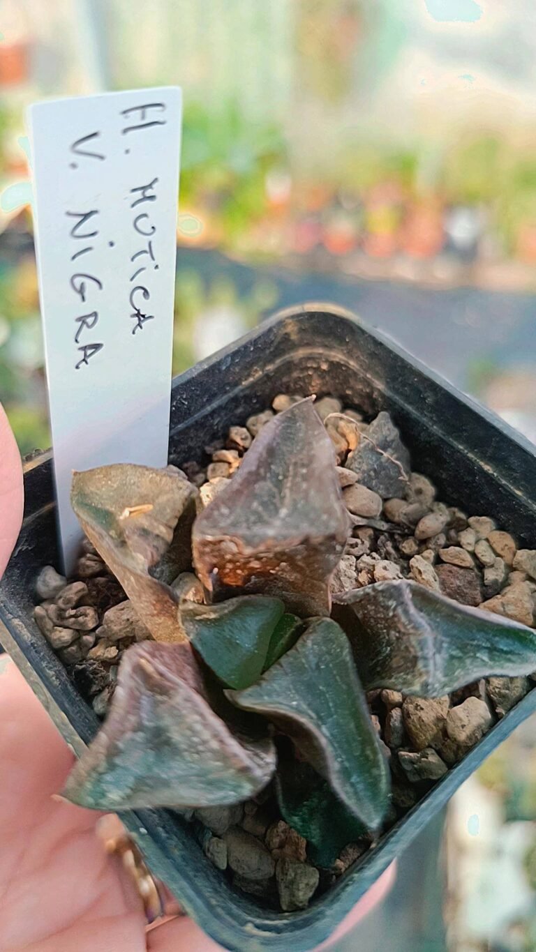 Siracactus-Succulente-Haworthia-mutica-v-Nigra.jpg