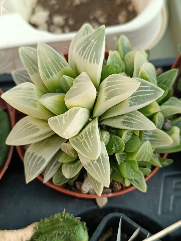Siracactus-Succulente-Haworthia-mutica-variegata-accestite.jpg
