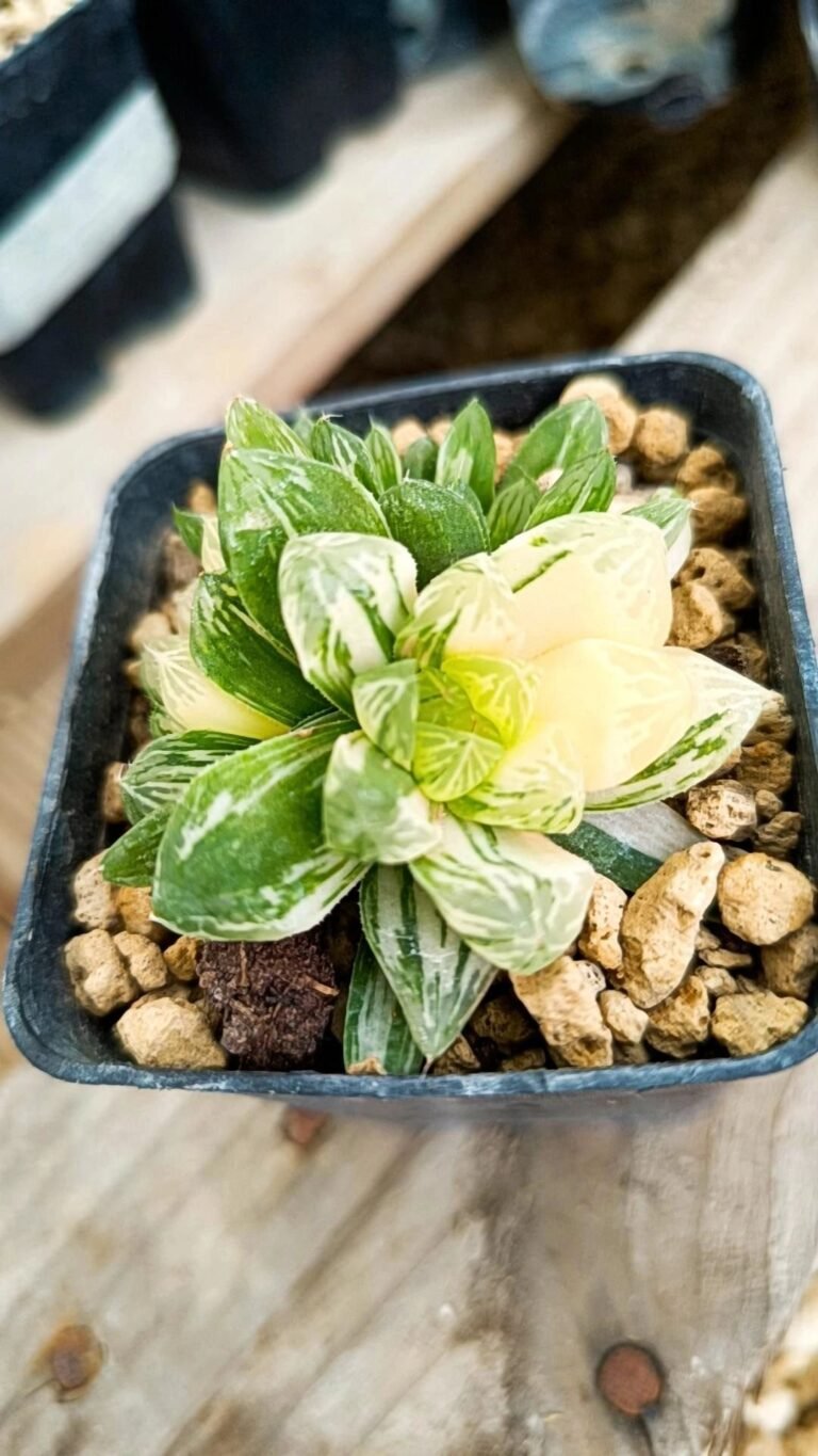 Siracactus-Succulente-Haworthia-obtusa-dodson-Variegata-1.jpg