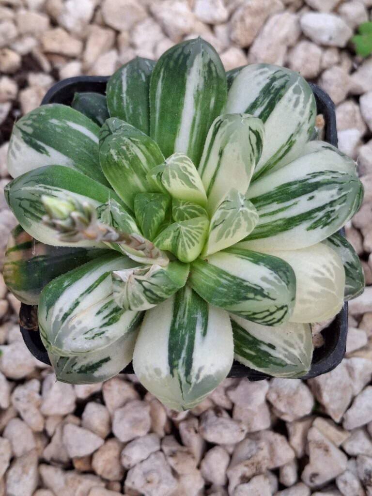 Siracactus-Succulente-Haworthia-obtusa-dodson-Variegata.jpg