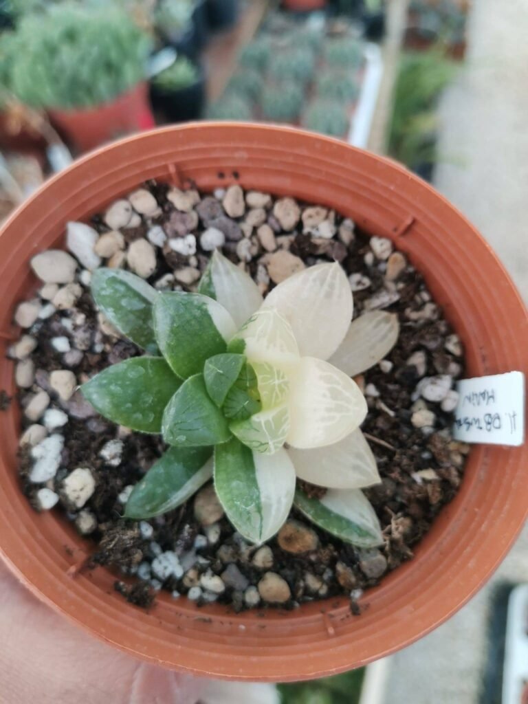 Siracactus-Succulente-Haworthia-obtusa-marin-variegata.jpg