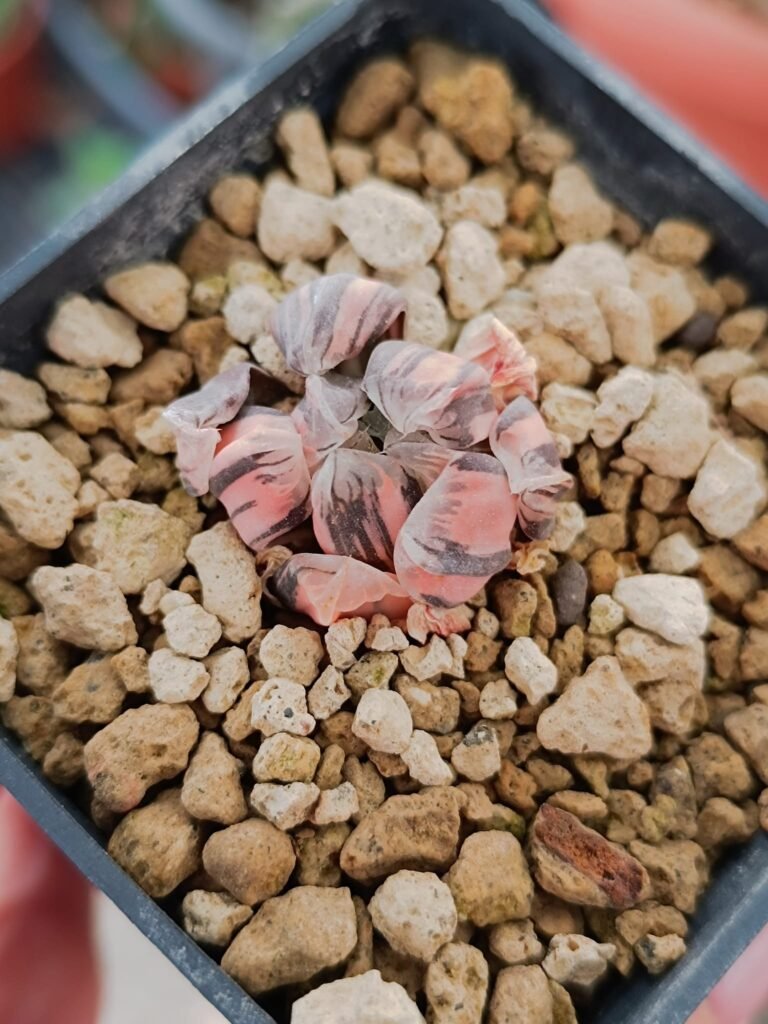 Siracactus-Succulente-Haworthia-obtusa-variegata-hirose.jpg