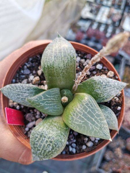 Siracactus-Succulente-Haworthia-parva.jpg