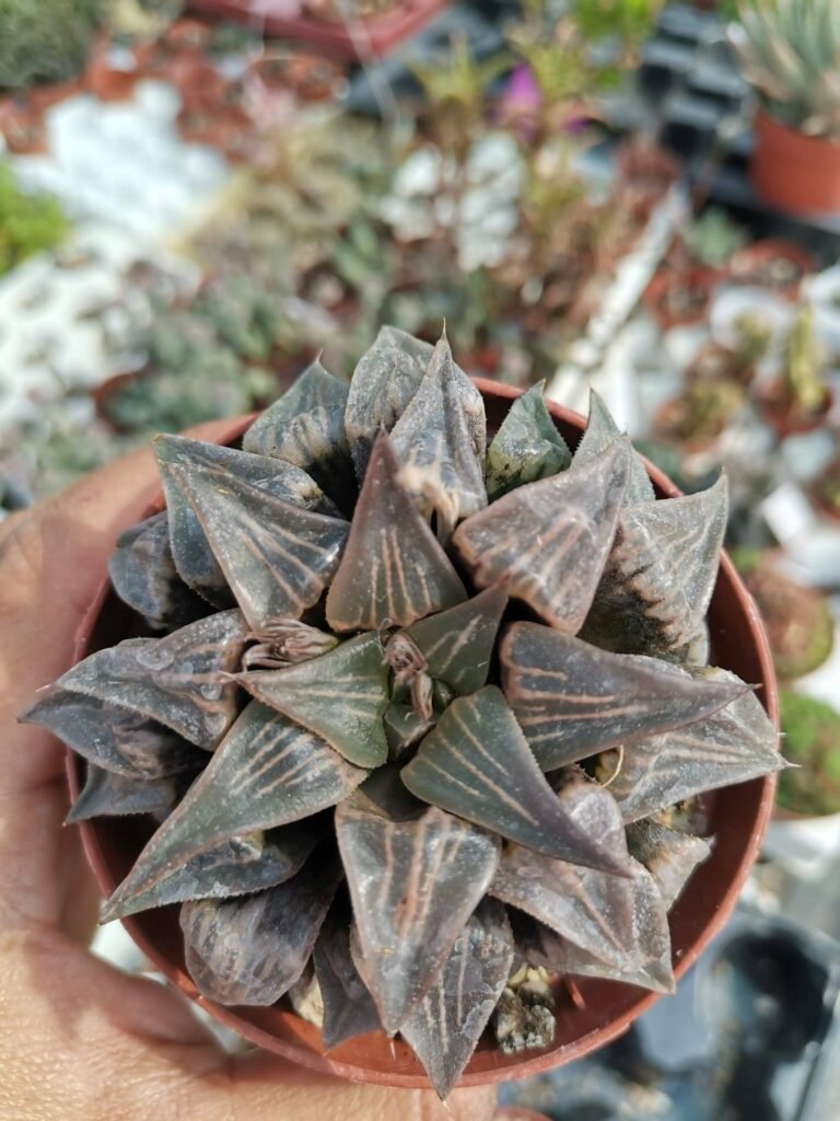 Siracactus-Succulente-Haworthia-picslendens-cv-Ying-2.jpg