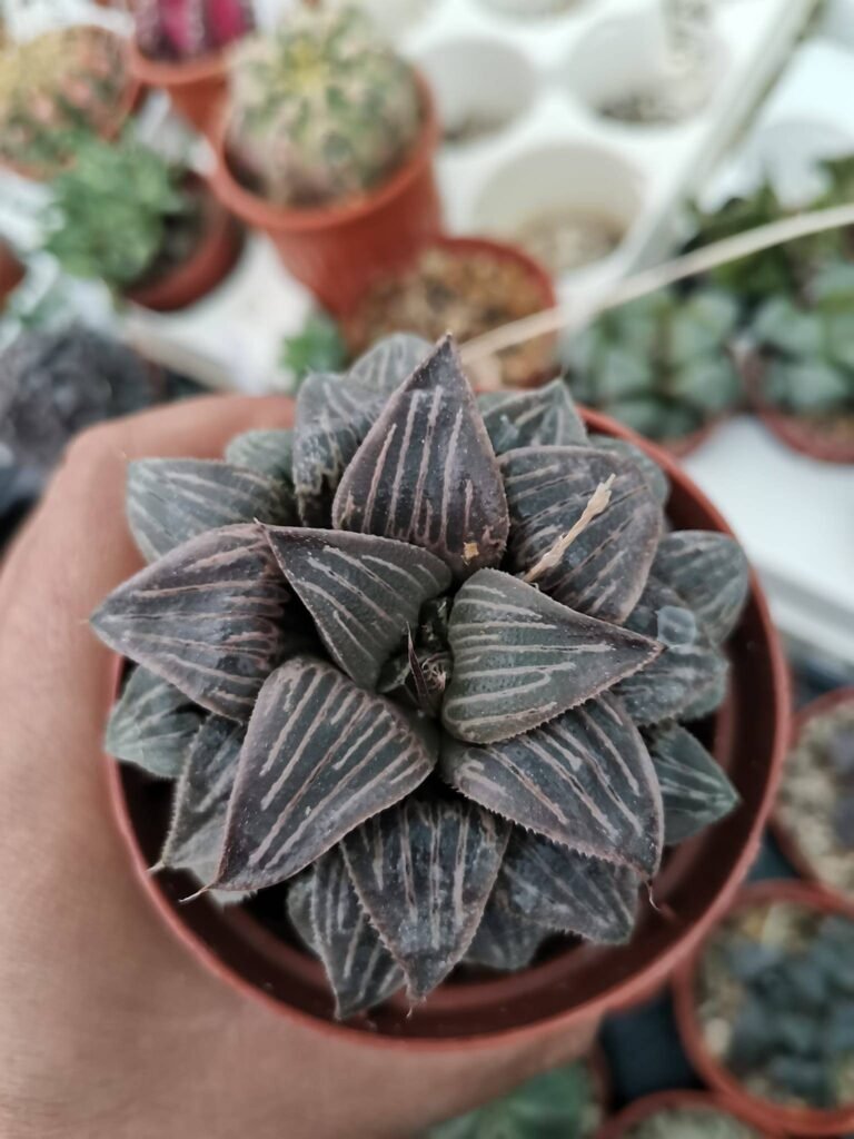 Siracactus-Succulente-Haworthia-picsplendens-cv-yang.jpg