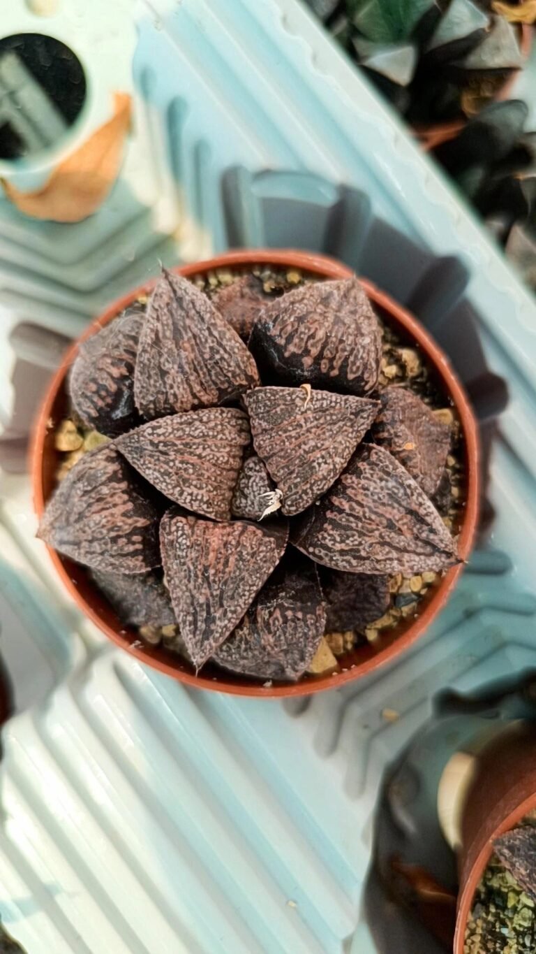 Siracactus-Succulente-Haworthia-picsplendens-dark.jpg