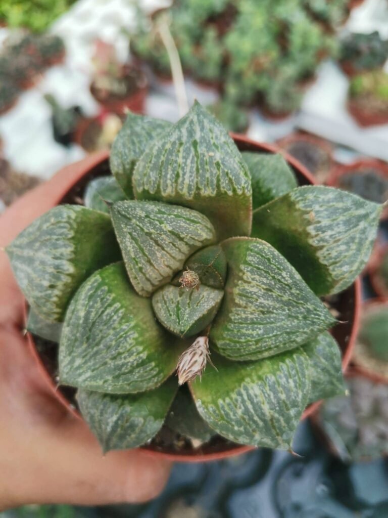 Siracactus-Succulente-Haworthia-picta.jpg