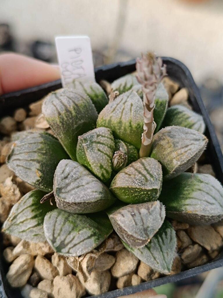 Siracactus-Succulente-Haworthia-picta-Gold.jpg