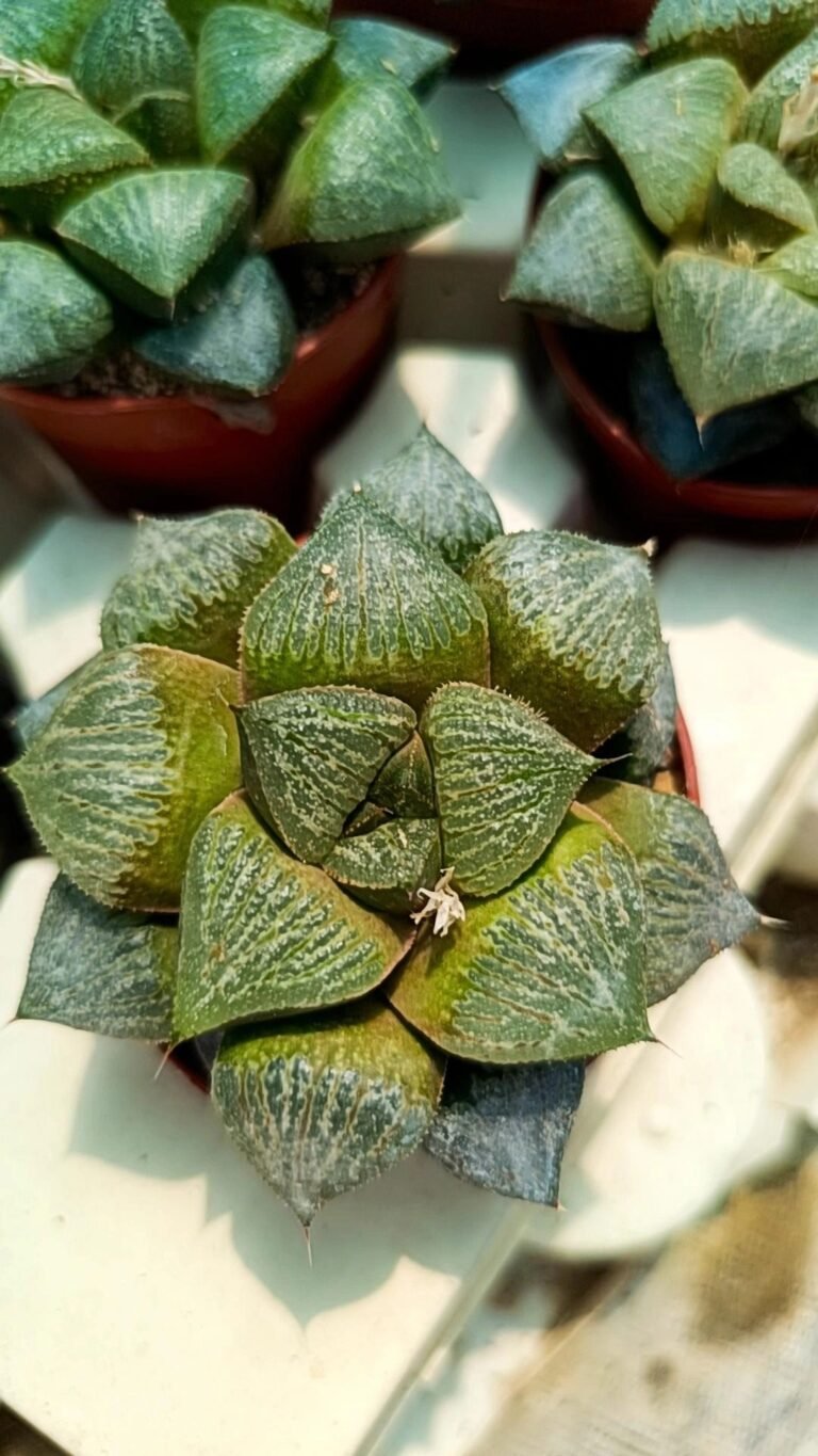 Siracactus-Succulente-Haworthia-picta-Red-sun.jpg