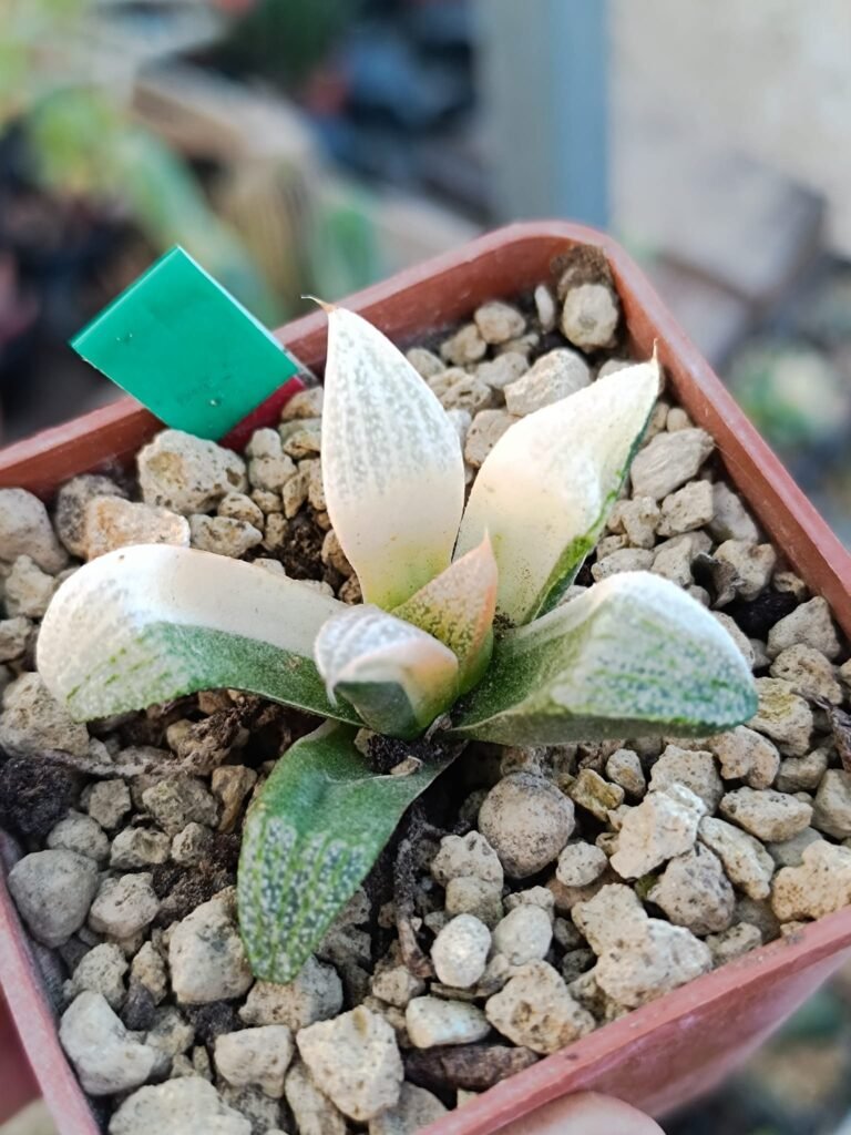 Siracactus-Succulente-Haworthia-picta-cobra-Variegata.jpg