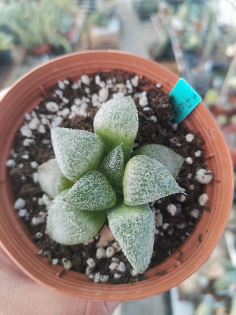 Siracactus-Succulente-Haworthia-picta-lemon.jpg