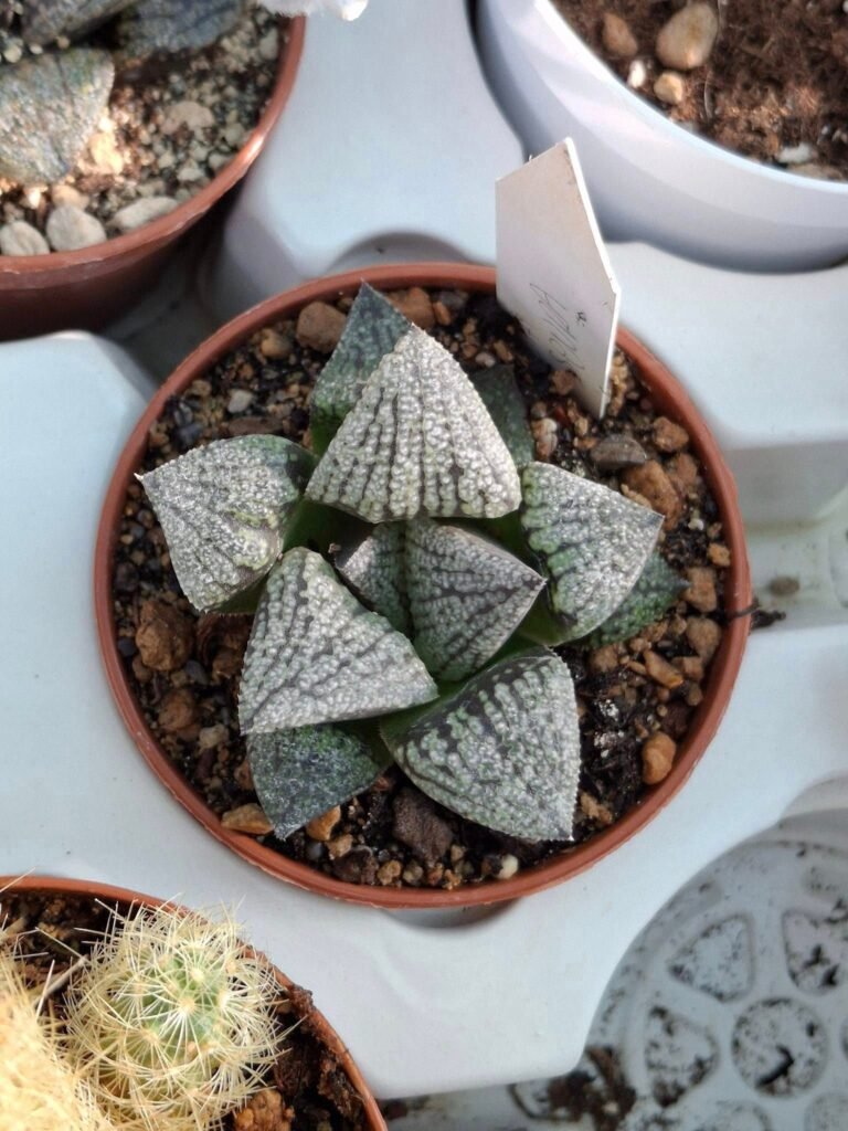Siracactus-Succulente-Haworthia-picta-scura.jpg