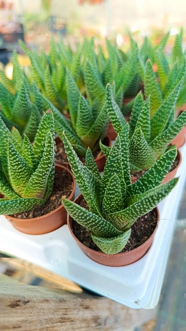 Siracactus-Succulente-Haworthia-pumila.jpg