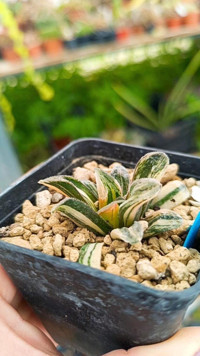 Siracactus-Succulente-Haworthia-pygmaea-CV-Tiger-pig-Variegata.jpg