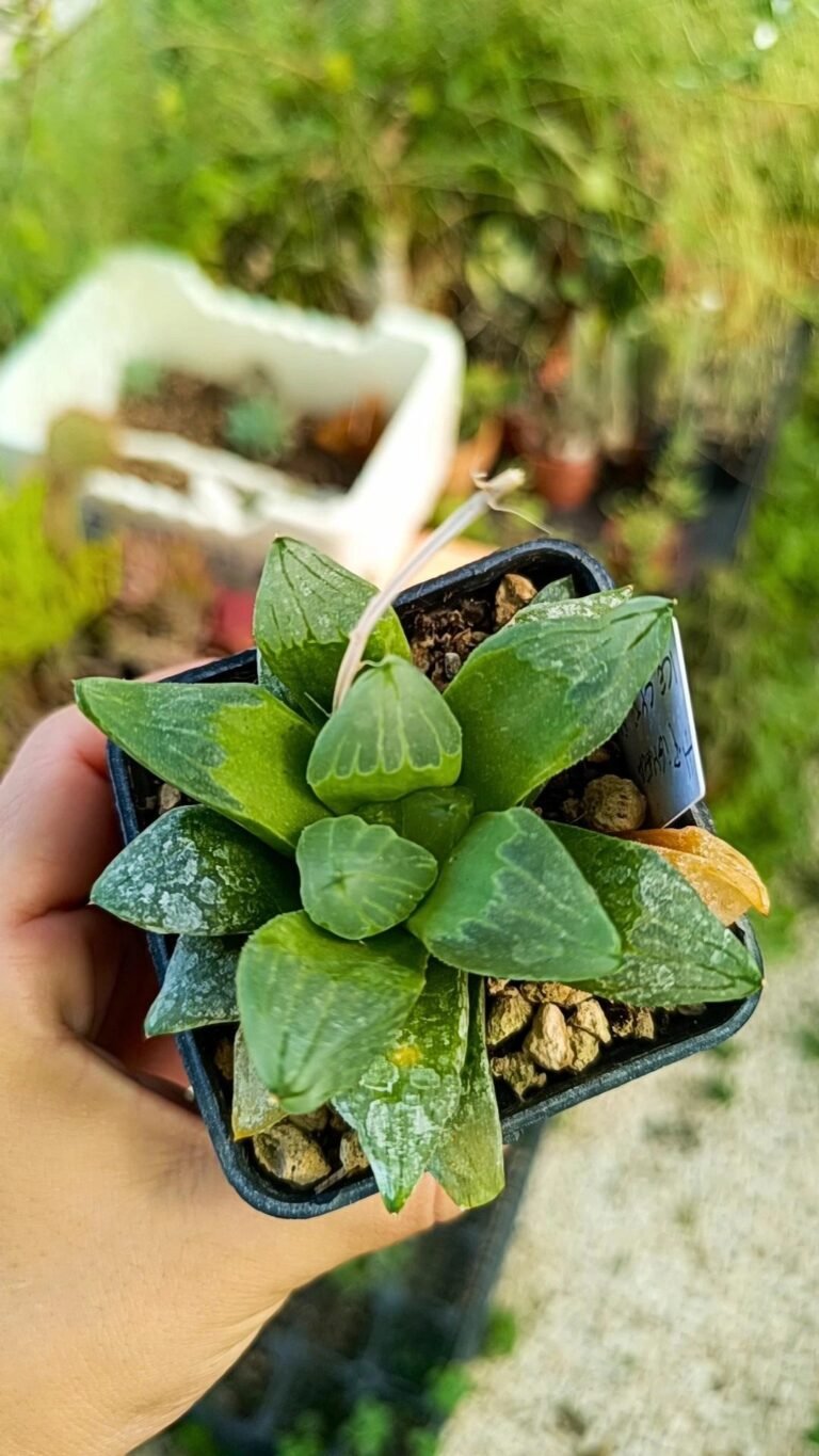 Siracactus-Succulente-Haworthia-pygmaea-CV-ice-city-mutant.jpg