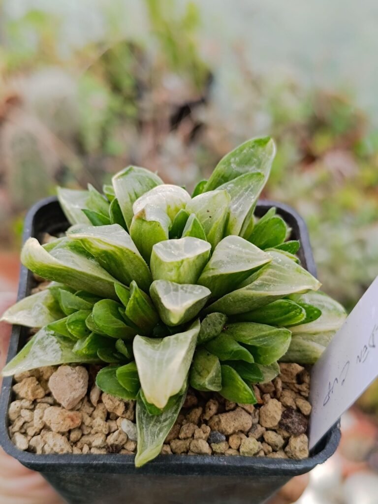 Siracactus-Succulente-Haworthia-pygmaea-Golden-Cup-variegata-1.jpg