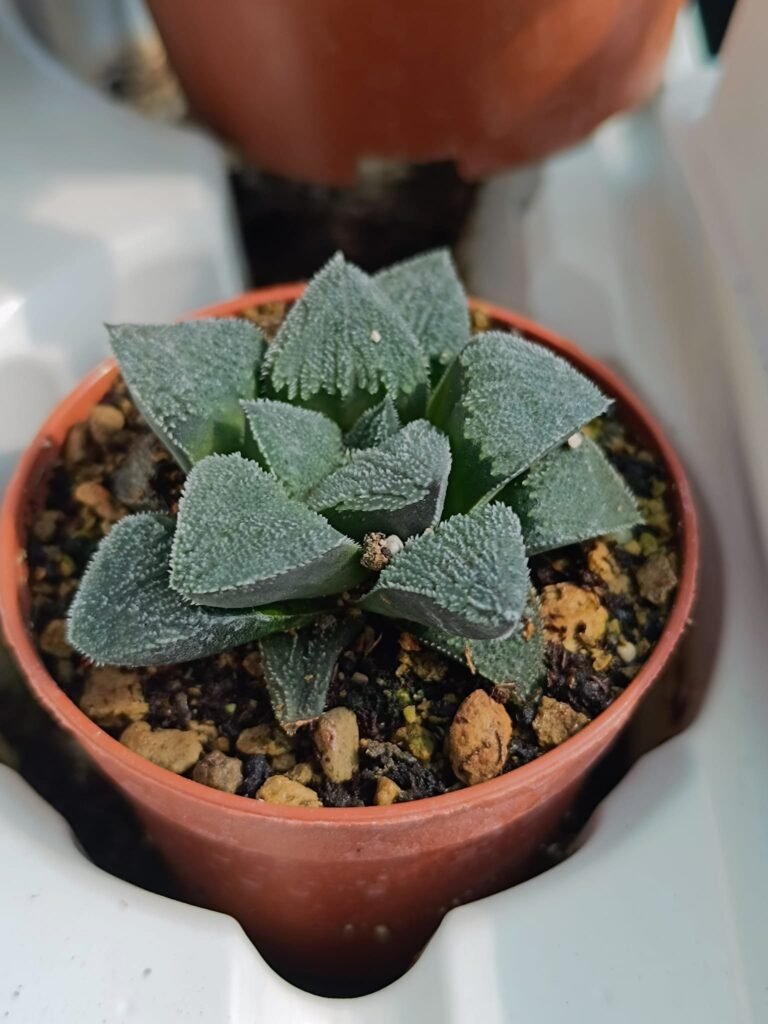 Siracactus-Succulente-Haworthia-pygmaea-Hybrid.jpg