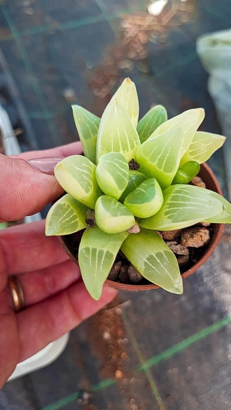 Siracactus-Succulente-Haworthia-pygmaea-golden-cup-variegata.jpg