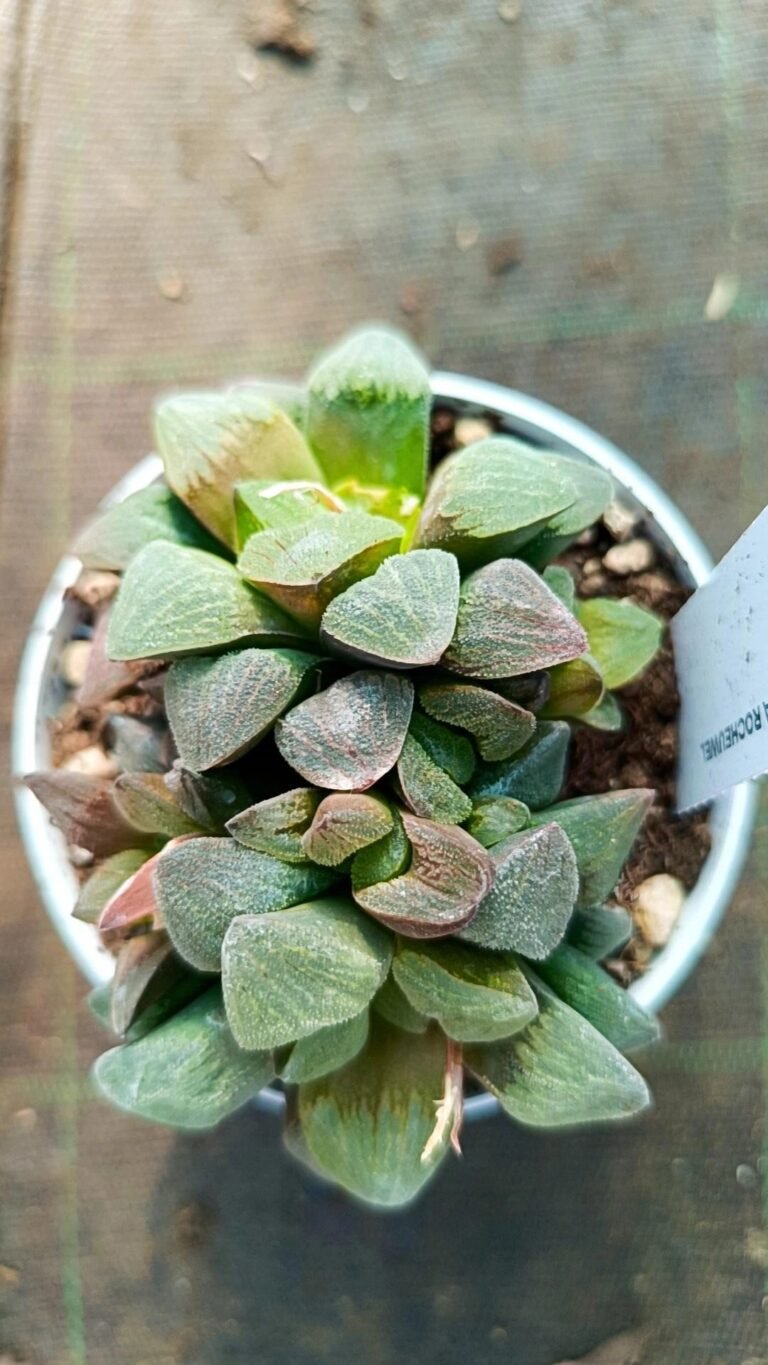 Siracactus-Succulente-Haworthia-pygmaea-rocheuwel-1.jpg