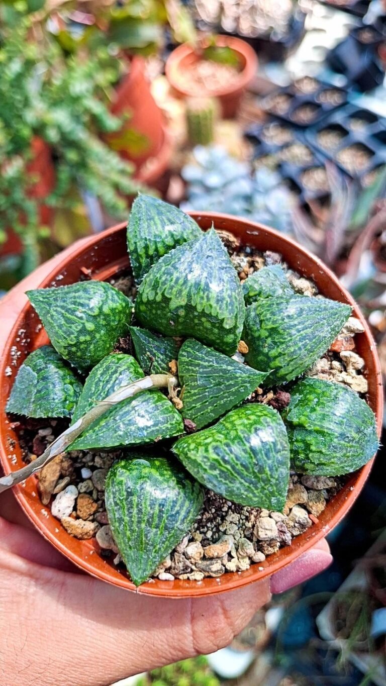 Siracactus-Succulente-Haworthia-queen-marilyn.jpg