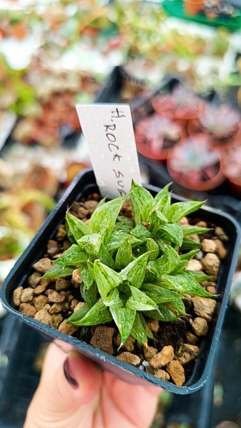 Siracactus-Succulente-Haworthia-rock-Sugar-Variegata.jpg