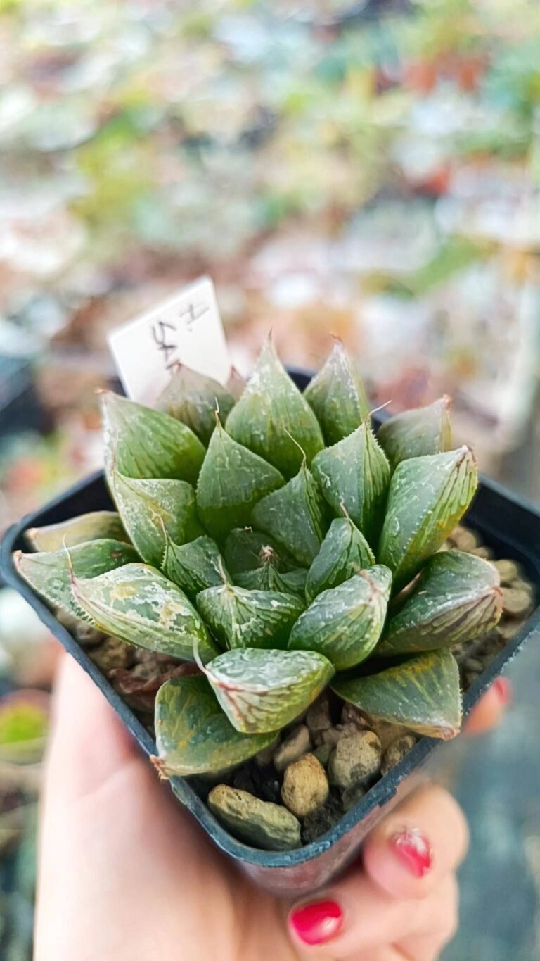 Siracactus-Succulente-Haworthia-sansenjyu-1.jpg