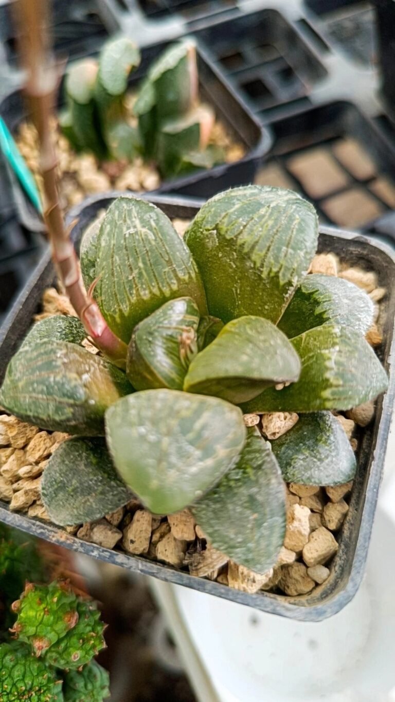 Siracactus-Succulente-Haworthia-silver-turtle.jpg