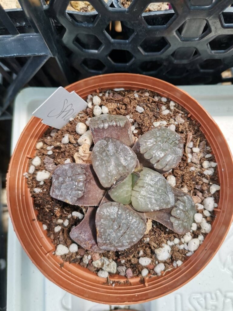Siracactus-Succulente-Haworthia-spring-thunder.jpg