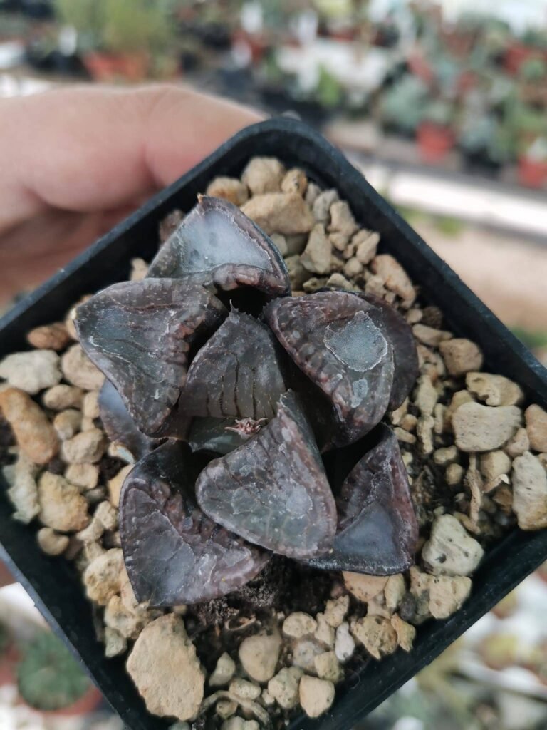 Siracactus-Succulente-Haworthia-sun-moon-lake.jpg