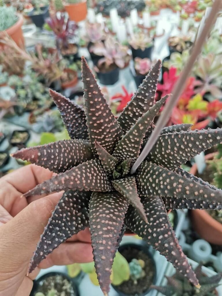 Siracactus-Succulente-Haworthia-tessellata-x-papillosa.jpg