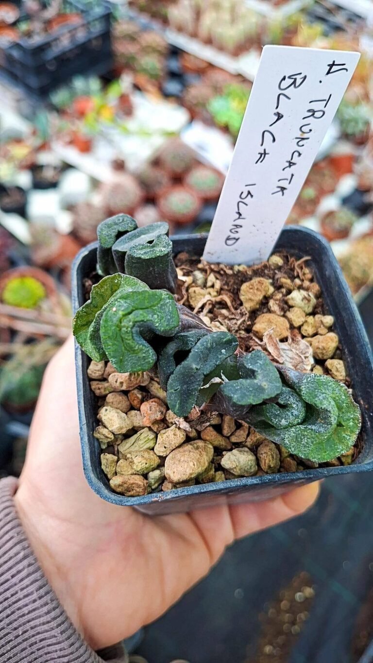Siracactus-Succulente-Haworthia-truncata-black-Island.jpg